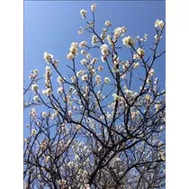 愛羽 仁美
