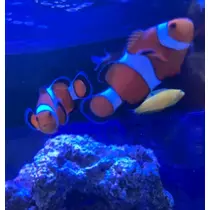 ナミ