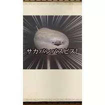 うづき ふうか
