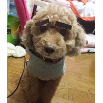 仁華
