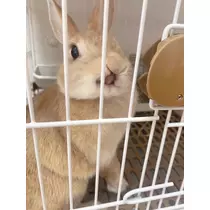 せな