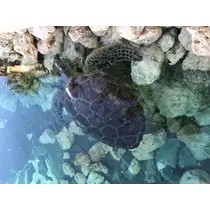 浅倉 みなみ