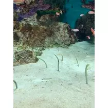 成海 まお