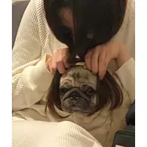 さくら