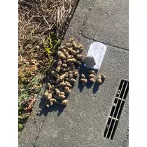 くる