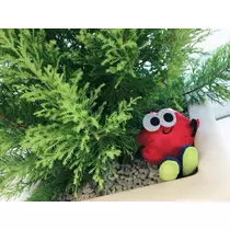 ミイ