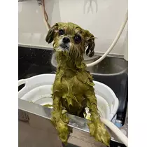 さほ