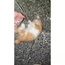 ハル