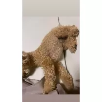 もえ