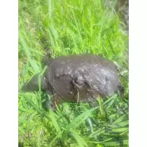 さくら