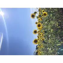 のぞみ