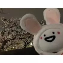 さくの
