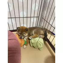 せら