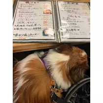 あいら