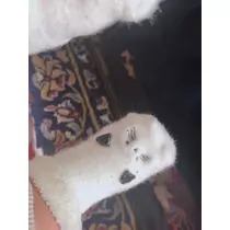 美月