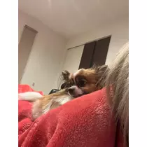 あいら