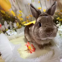 セナ