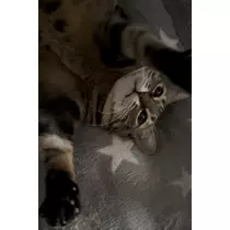 あやね