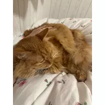リセ