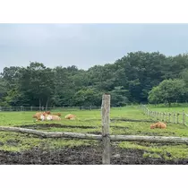ほのか