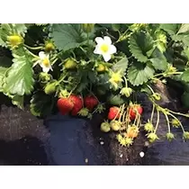 姫花