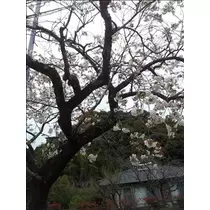あげは