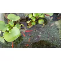 一条 まい