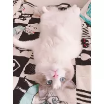 あこ