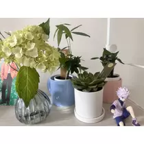 かえで