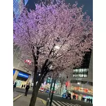 美月 れい