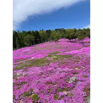 天月 あすな