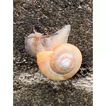 ゆり