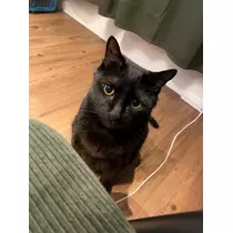 あいゆ
