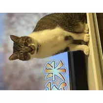 恋麦乃 ちょり