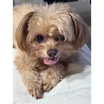 羽澄 まり