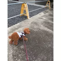 美好 もも