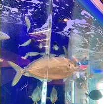 りょう