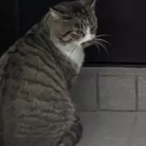 ちゃお