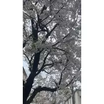 ひじり