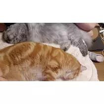 りか
