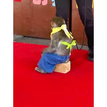 空条 しいな