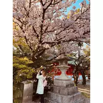姫花