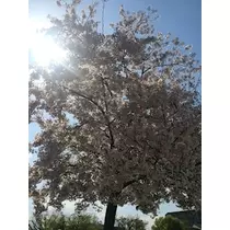 姫花