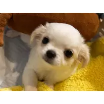 ねね