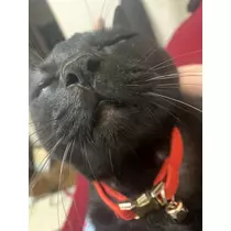 トモミ