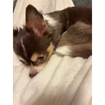 さな
