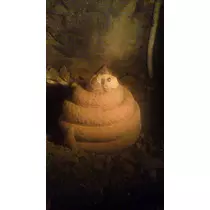 彩