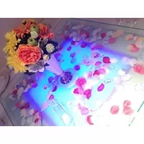 椿綺 楓