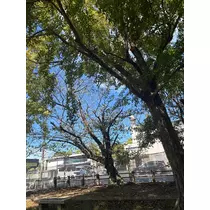 えりか