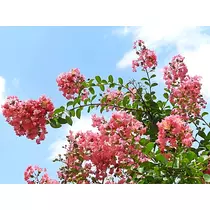 サヤ
